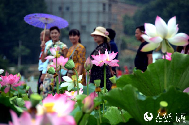 盛夏來臨 江西各地荷花“笑臉迎客”