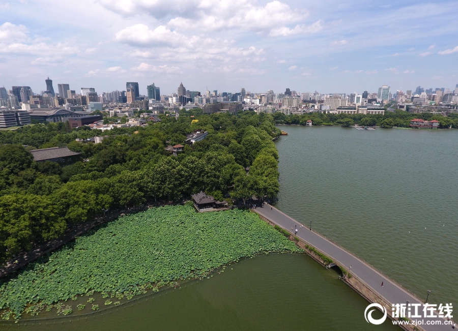 高溫下的西湖藍天白雲 一生“荷”求