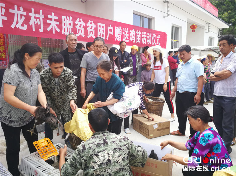 湖北太坪龍：1300隻雞苗“飛”進貧困戶家