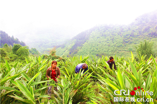 【區縣聯動】【萬盛】重慶萬盛萬東鎮：石漠化治理讓荒山變“金山”【區縣聯動 列表】重慶萬盛萬東鎮：石漠化治理改變荒山