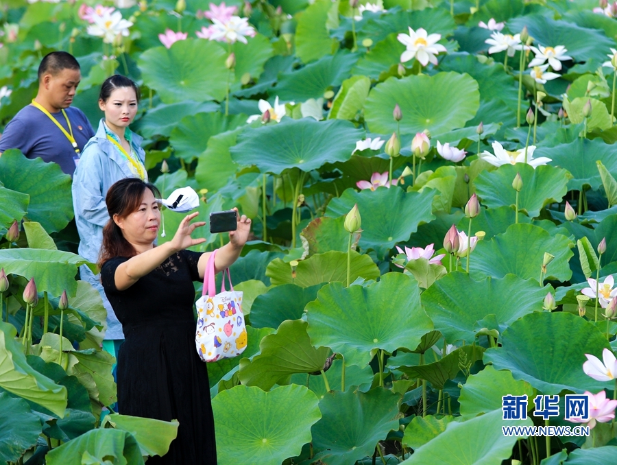 福建：古田會址荷花開