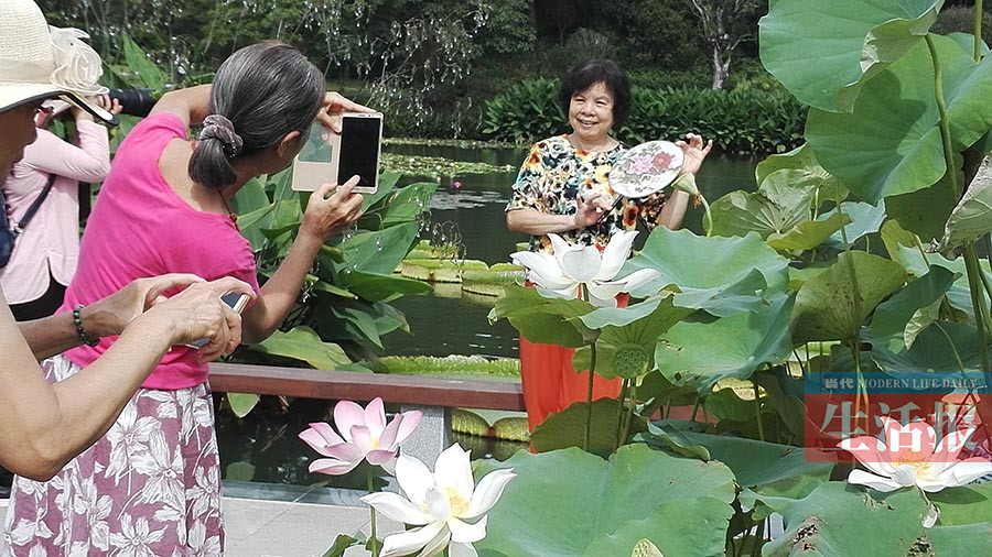 高清組圖：夏日賞荷何處好?來看看廣西各地"荷情"