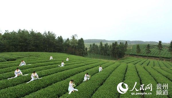 （黔茶貴水/市州 遵義）古城遵義：“中國茶業第一市”正逐漸崛起