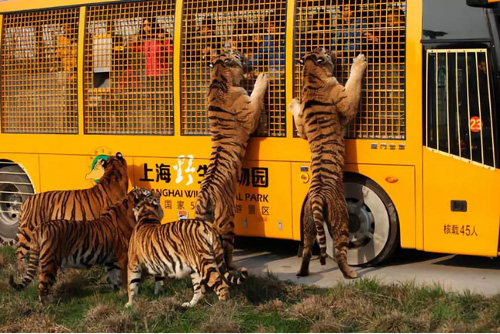 跟著時代的“烙印”看上海綠地變遷史