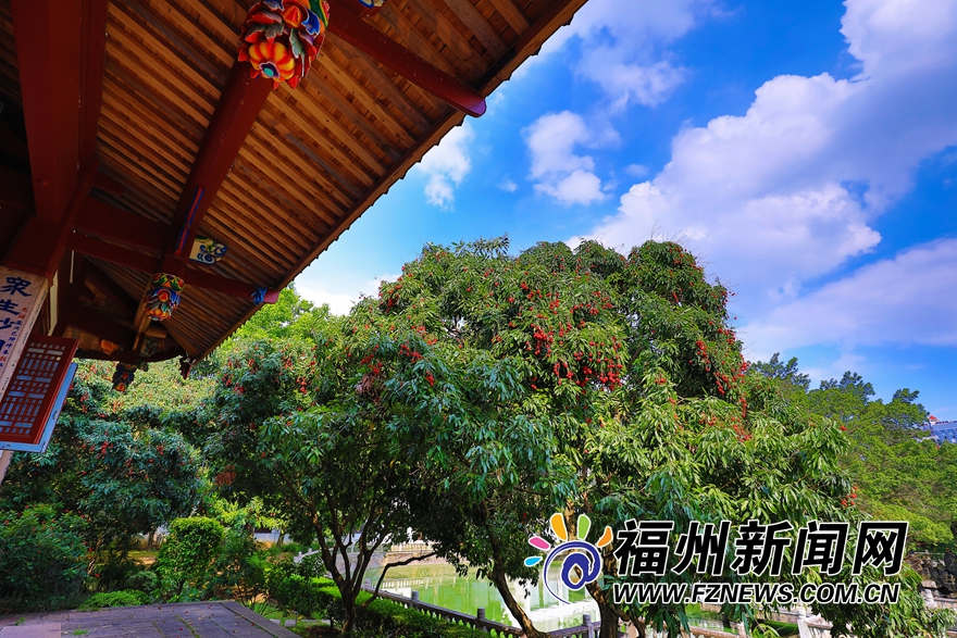 福州西禪寺：庭滿荔樹三百株 千年古剎荔枝香