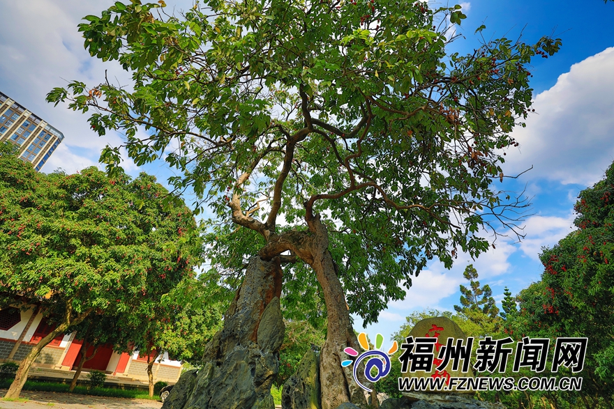 福州西禪寺：庭滿荔樹三百株 千年古剎荔枝香