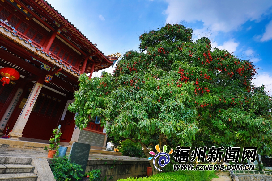 福州西禪寺：庭滿荔樹三百株 千年古剎荔枝香