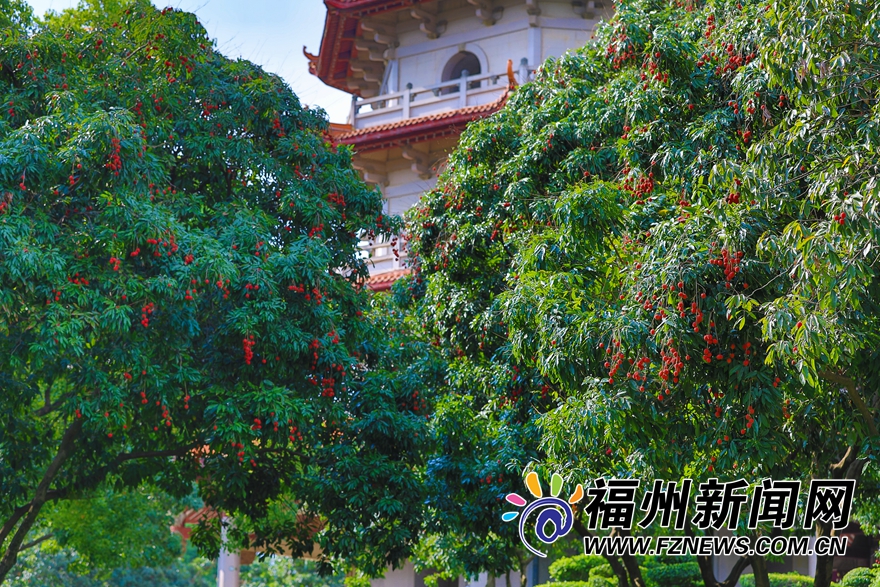 福州西禪寺：庭滿荔樹三百株 千年古剎荔枝香