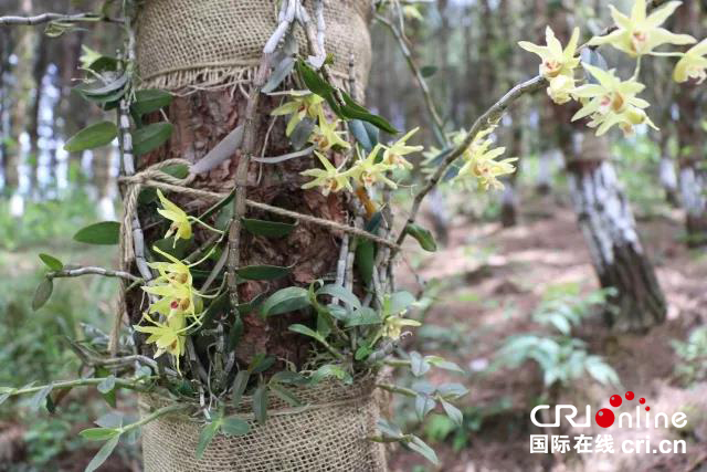 貴州荔波：馬尾松上栽仙草 助250戶貧困戶脫貧