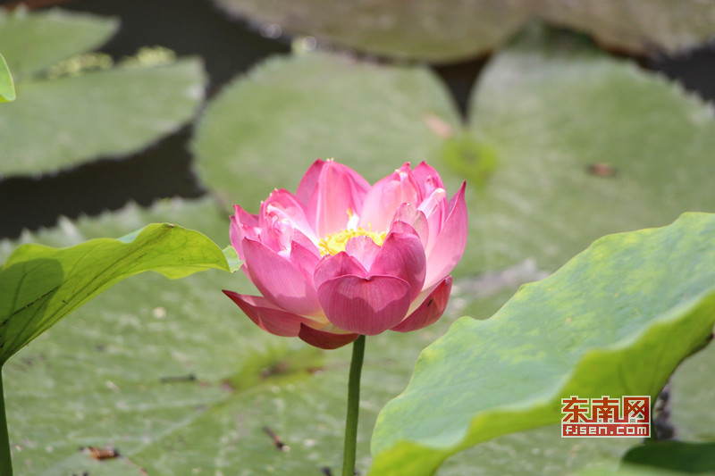 福州茶亭公園荷花盛開 吸引大批拍客前來采風取景