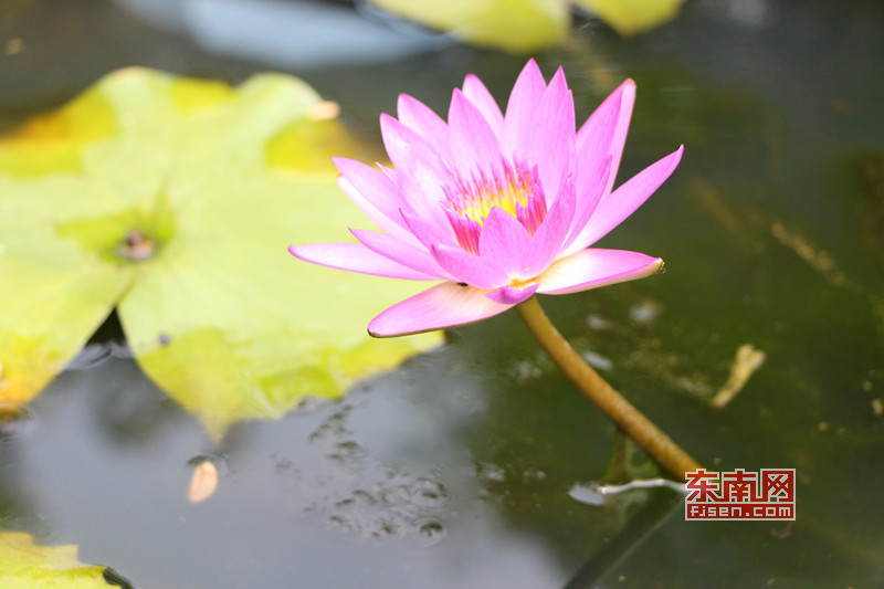 福州茶亭公園荷花盛開 吸引大批拍客前來采風取景