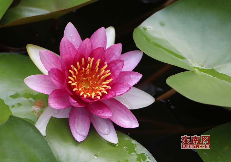 福州茶亭公園荷花盛開 吸引大批拍客前來采風取景