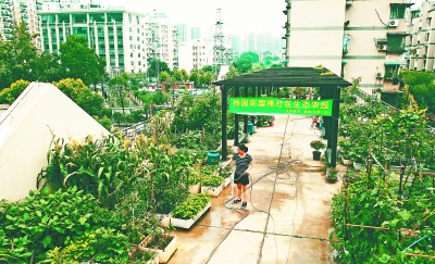 社區搭建“空中菜園” “公益農夫”種花種菜