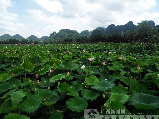 獻禮廣西壯族自治區60週年大慶 鹿寨縣展鄉村旅遊新風貌