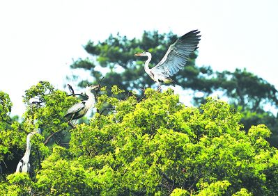 福建羅源灣:進退有方 成就一片“藍色港灣”