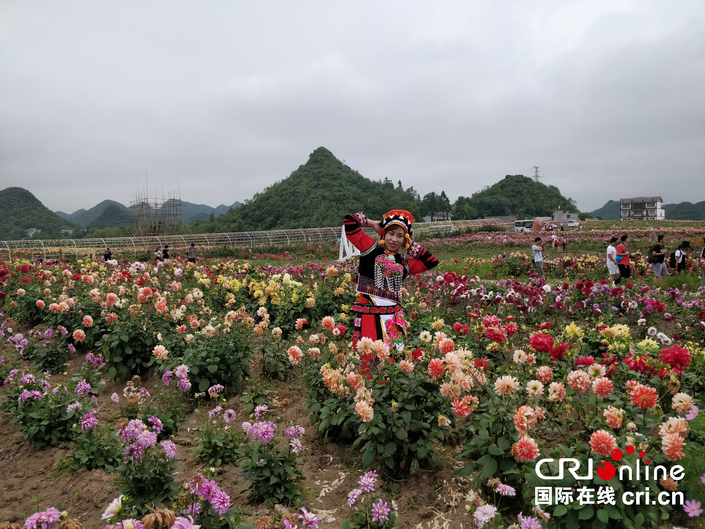 貴州畢節"花海畢節•月月旅遊”形成品牌引爆市場