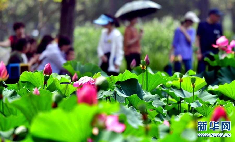 河南：【夏▪景】雨後荷塘精靈舞