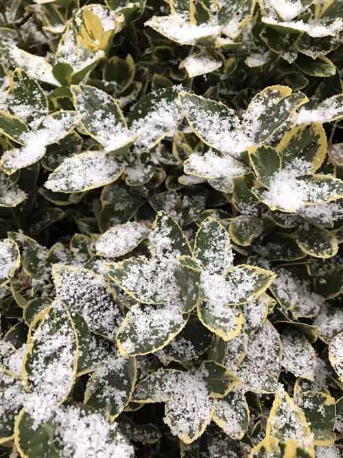 【旅遊大文字】申城迎來新年“初雪” 將延續至9日中午