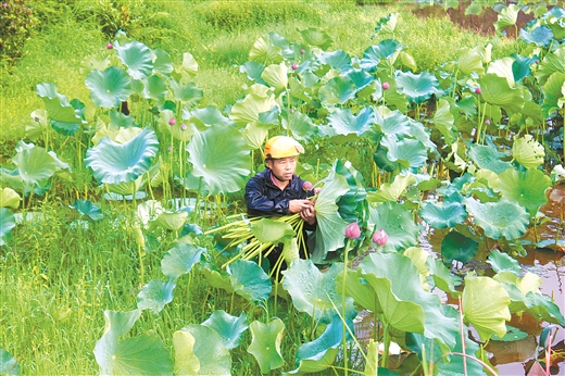 梧州： 荷花銷售拓寬致富路