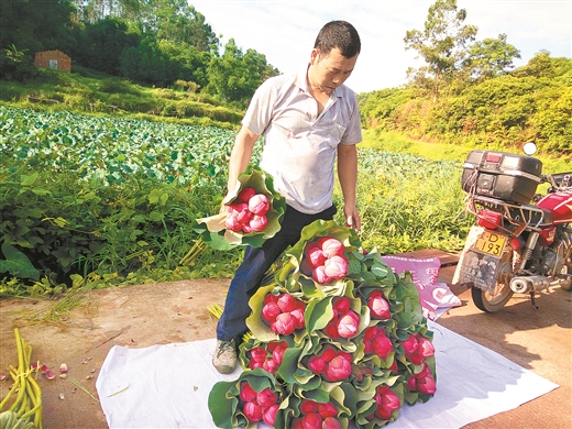 梧州： 荷花銷售拓寬致富路