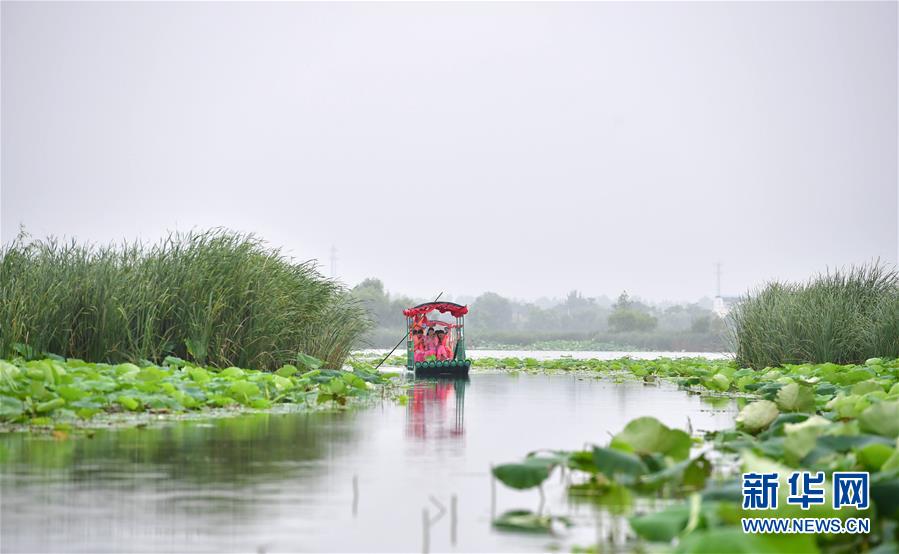 河南：荷韻