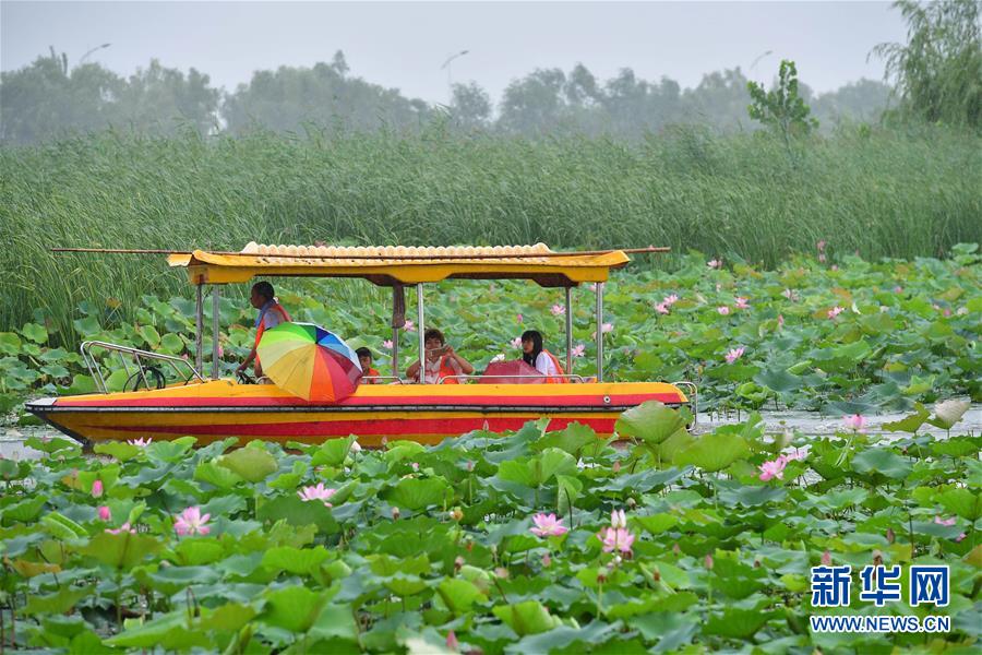 河南：荷韻