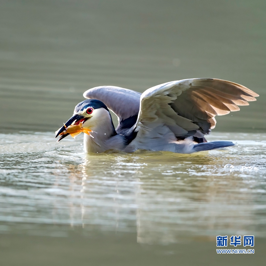 福建福州：夜鷺出擊 湖上捕魚