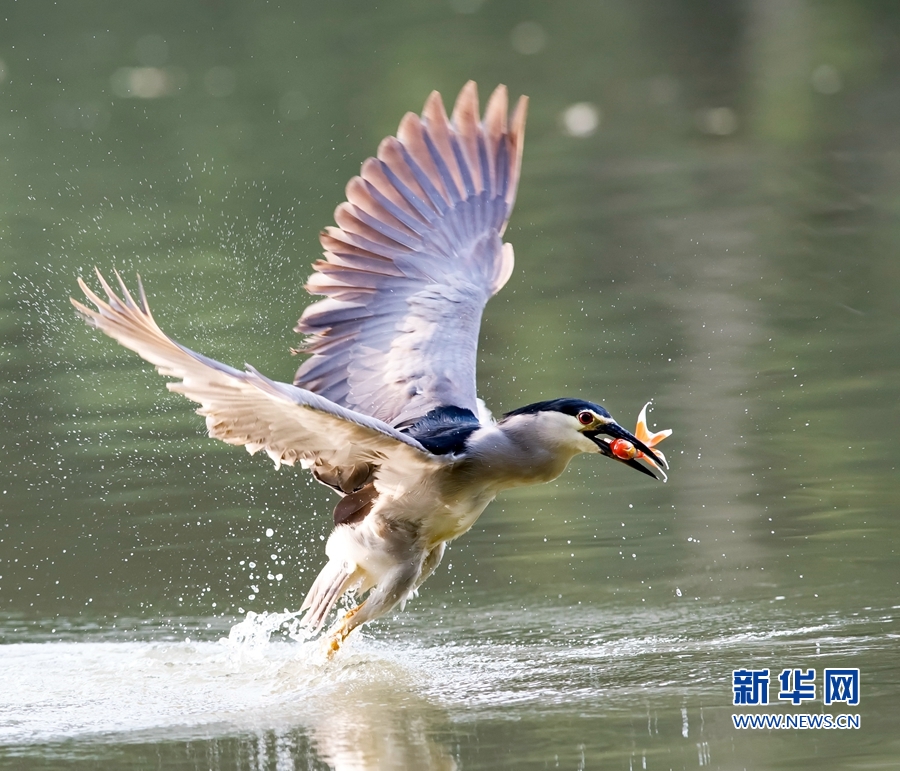 福建福州：夜鷺出擊 湖上捕魚