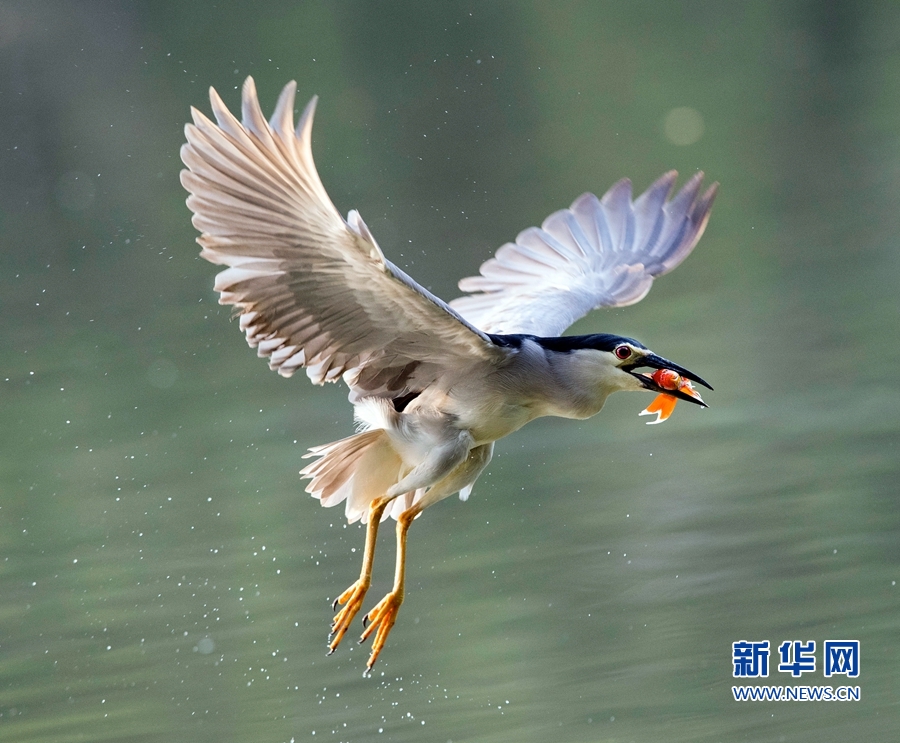 福建福州：夜鷺出擊 湖上捕魚