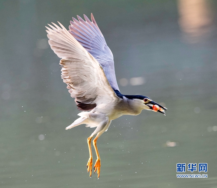 福建福州：夜鷺出擊 湖上捕魚