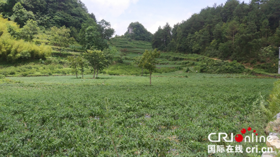 貧困戶“爭著”脫貧 貴州長順“智志雙扶”的“五星樣板 ”