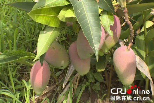 貴州六枝:發力特色莊園經濟助農脫貧