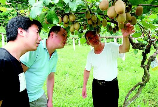 不讓“黃金果”變“傷心果” 張灣區破解獼猴桃産銷困局