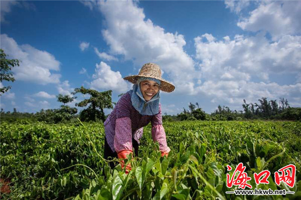 【食品農業】海口將投1500萬建設農業品牌標準化示範基地