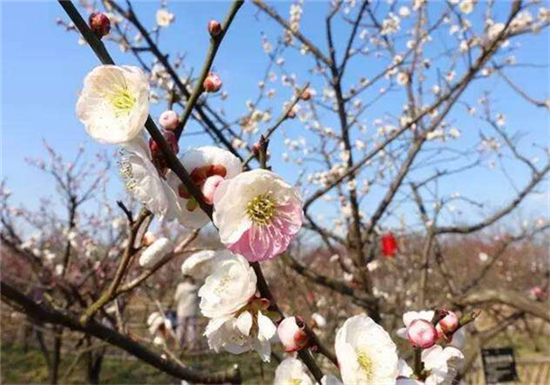 圖片默認標題