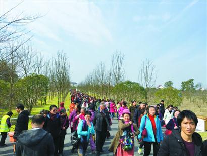 【聚焦上海】人流量太大 “上海最大”免費花海兩天就閉園