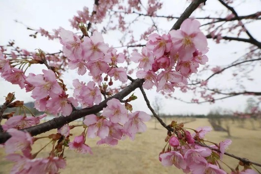 【旅遊大文字】辰山植物園550米櫻花大道下周進入盛花期