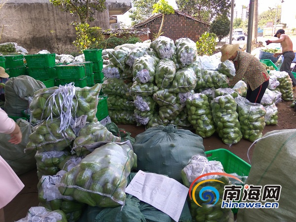 【食品農業圖文列表】【即時快訊】【圖片文尾】5毛錢一斤少人問津 海口永興佛手瓜滯銷盼客商