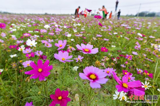 【瓊島先鋒】【焦點圖】海口70畝格桑花開春意濃 遊客結伴賞花容