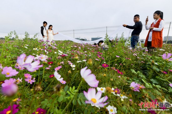 【瓊島先鋒】【焦點圖】海口70畝格桑花開春意濃 遊客結伴賞花容