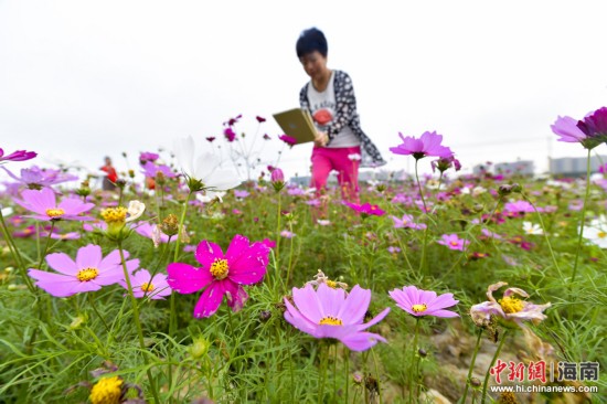 【瓊島先鋒】【焦點圖】海口70畝格桑花開春意濃 遊客結伴賞花容