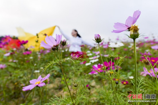 【瓊島先鋒】【焦點圖】海口70畝格桑花開春意濃 遊客結伴賞花容