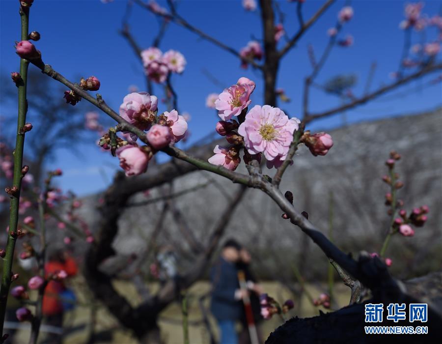 圖片默認標題