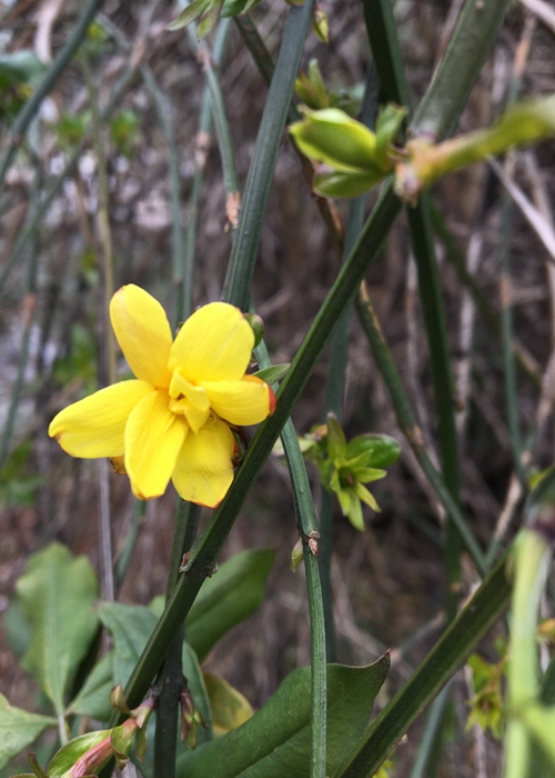 【旅遊大文字、圖片墻1、2】上海植物園發佈3月上旬花訊