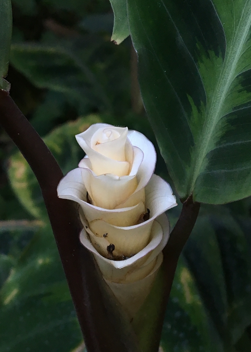 【旅遊大文字、圖片墻1、2】上海植物園發佈3月上旬花訊