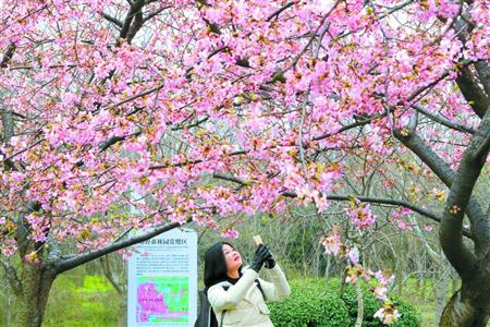 【首頁頭條2、旅遊大文字】滬3座郊野公園2017年建成開放