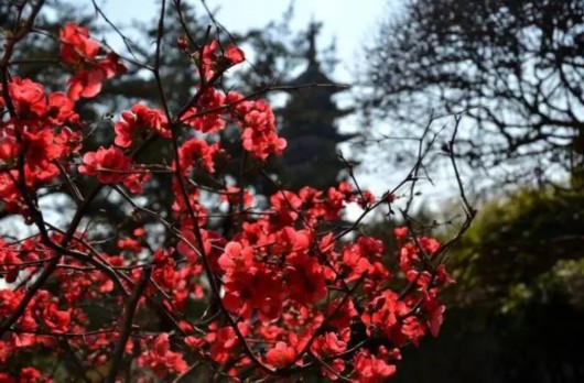 【旅遊大文字】方塔園桃花海棠盛開春色滿園