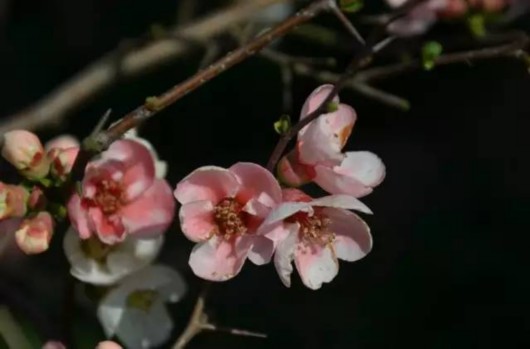 【旅遊大文字】方塔園桃花海棠盛開春色滿園