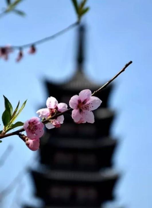 【旅遊大文字】方塔園桃花海棠盛開春色滿園