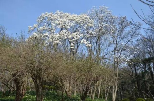 【旅遊大文字】方塔園桃花海棠盛開春色滿園